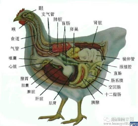 养鸡场如何进行喷雾免疫